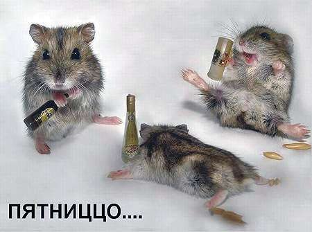 просто тупо пьяные мышки.jpg