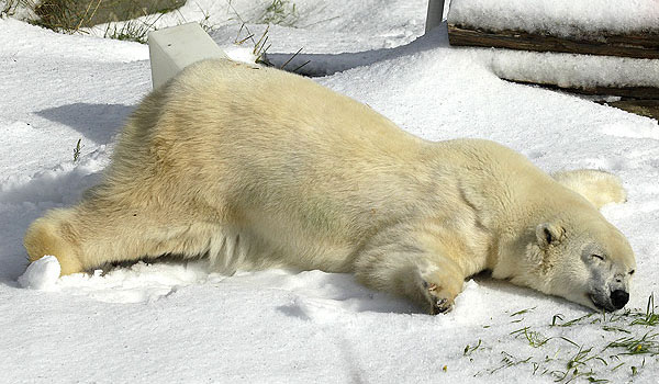 polar-bear-San-Francisco_2012.jpg