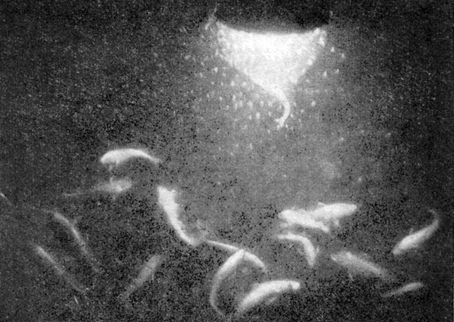 Свет прожектора подводной лодки «Северянка» привлек планктон,.jpg