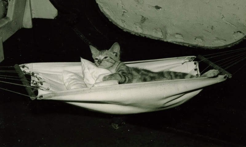 HMS Eagle ship's cat 1956-57.jpg