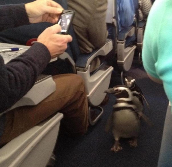 Пингвиньчики.jpg