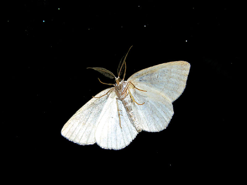 moth_.jpg